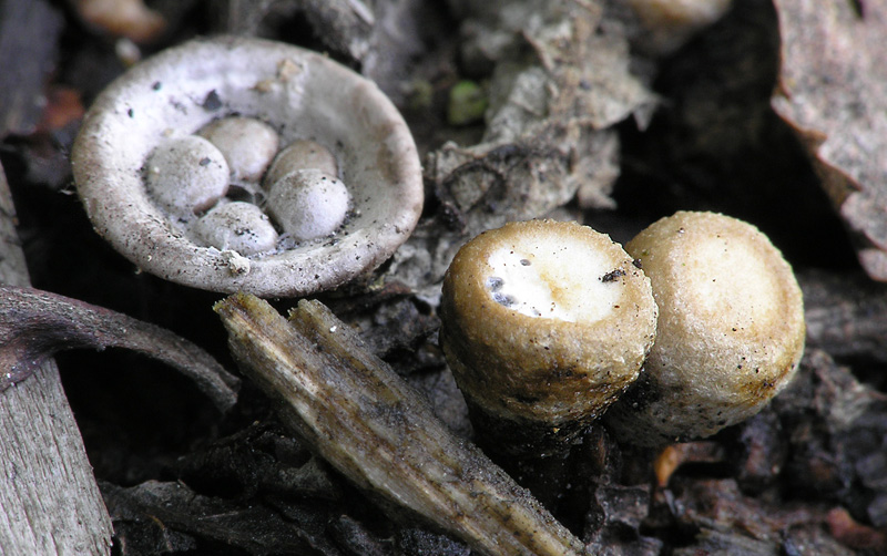 Cyathus olla